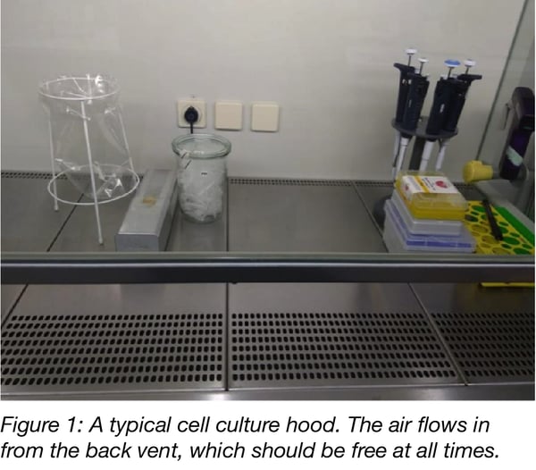 10 Basic tips for mammalian cell culture